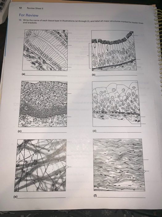 Solved 52 Review Sheet 5 For Review 13. Write the name of | Chegg.com