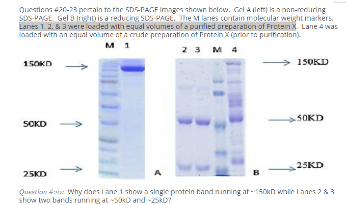 Solved Gel A (left) is a non-reducing SDS-PAGE. Gel B | Chegg.com