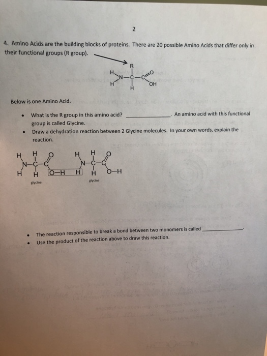 Solved Aminos acids are the building blocks of proteins. | Chegg.com