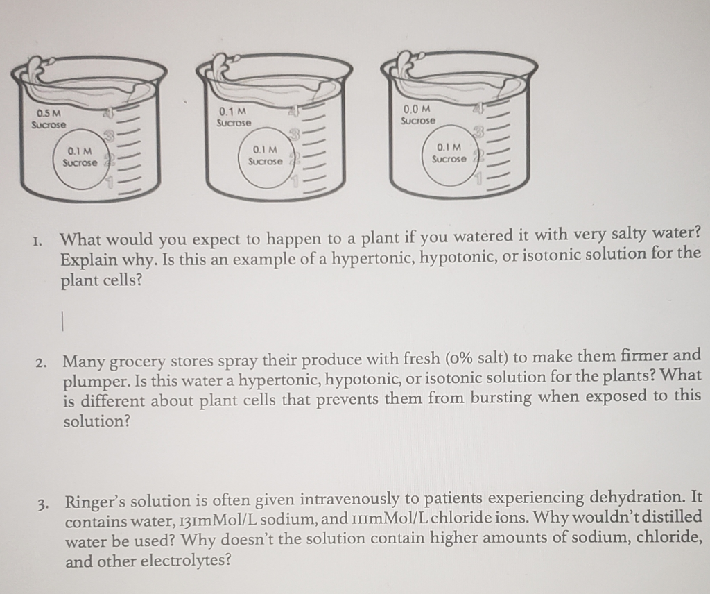 What 5 Percent Sucrose Solution