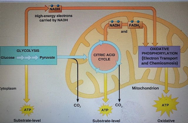 Solved NADH High-energy electrons carried by NADH NADH FADH | Chegg.com