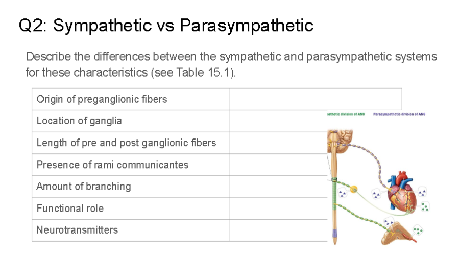Solved Q2: Sympathetic vs Parasympathetic Describe the | Chegg.com