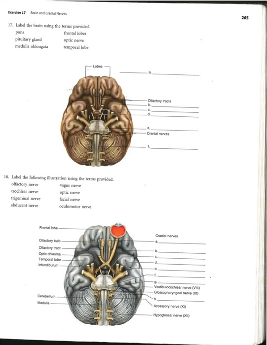 Solved Exercise Bain And Cranial Nerves Label The Chegg Com