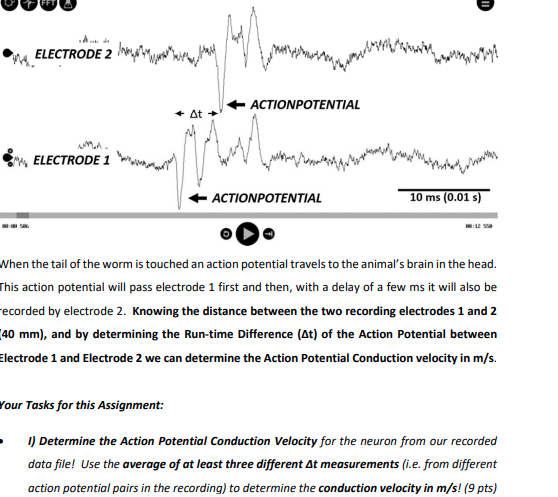 Determine the Action Potential Conduction Velocity | Chegg.com