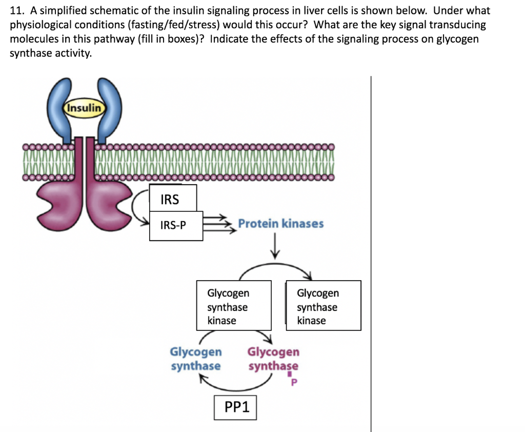 Solved 11. A simplified schematic of the insulin signaling | Chegg.com