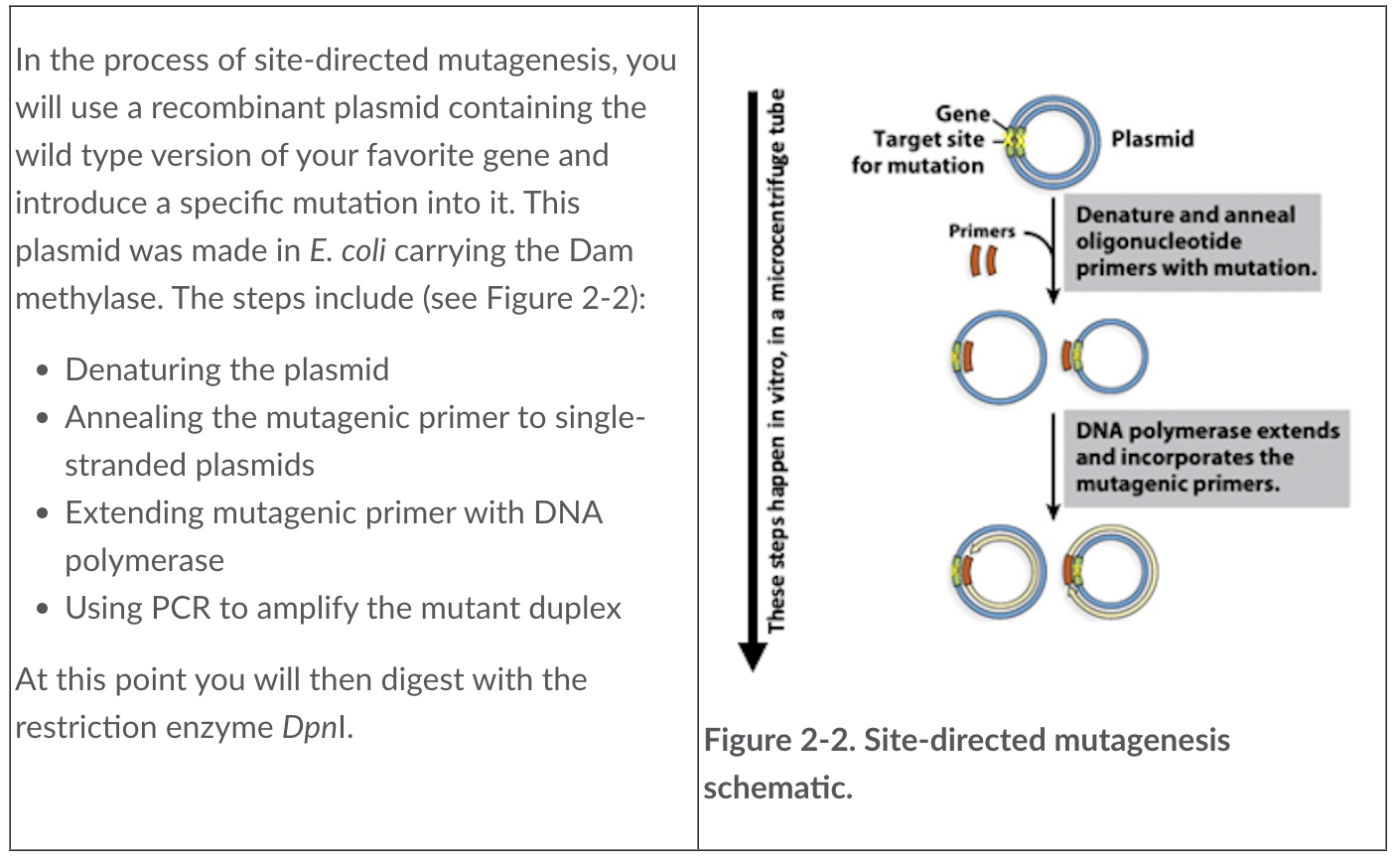 Solved In the process of site-directed mutagenesis, you will | Chegg.com