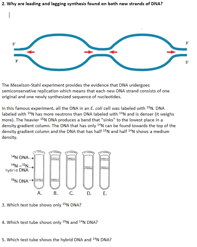 Solved A short segment of DNA is given. The small dark | Chegg.com