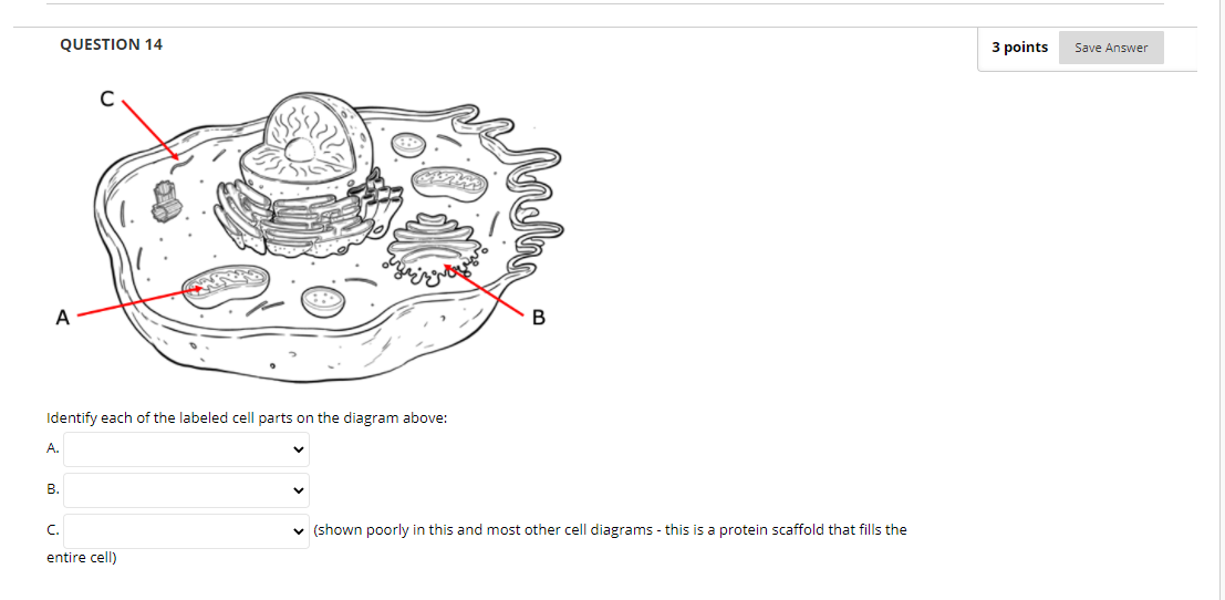 Solved QUESTION 17 3 points Save Answer Select the statement | Chegg.com