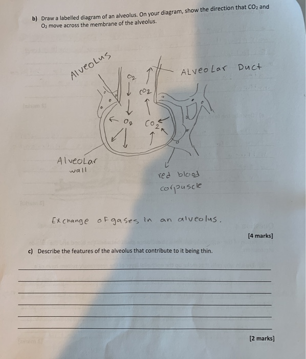 Solved B) Draw A Labelled Diagram Of An Alveolus. On Your 