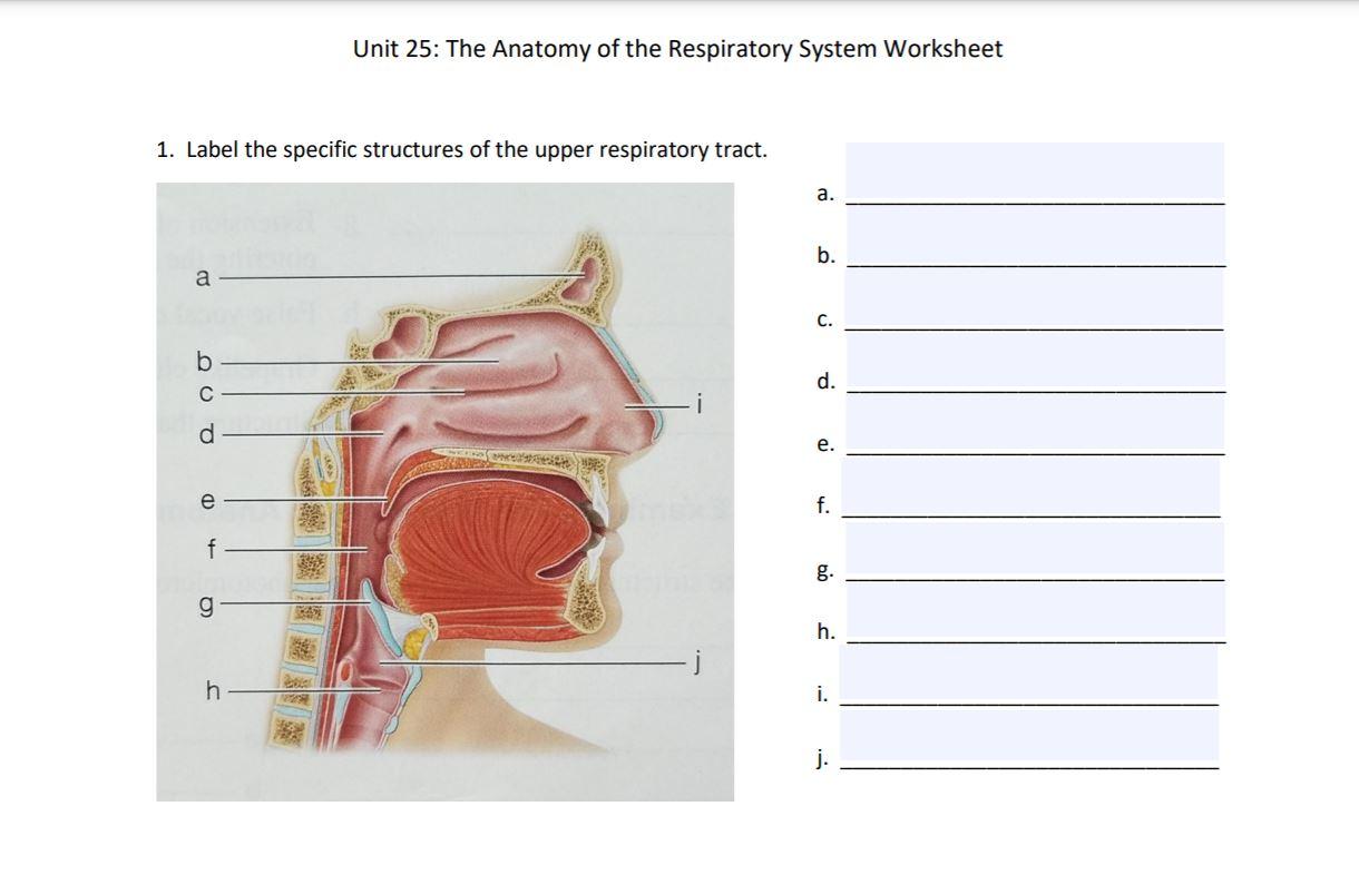 Solved Unit 22: The Anatomy of the Respiratory System  Chegg.com Pertaining To Respiratory System Worksheet Answer Key