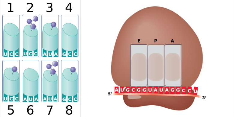 Solved A ribosome is shown below and on the right. The three | Chegg.com