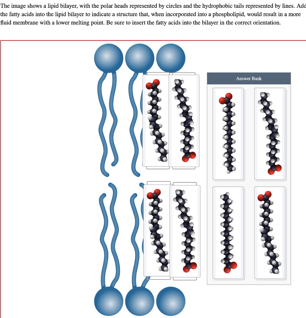 Solved The image shows a lipid bilayer, with the polar heads