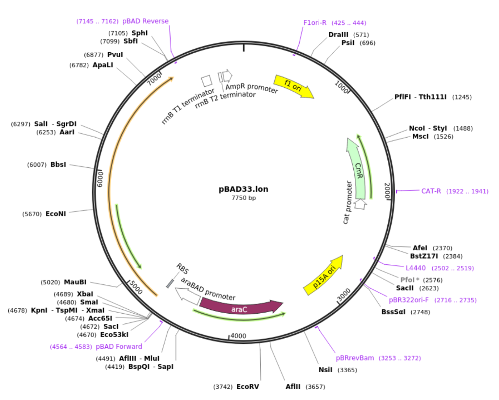 Solved For each of the plasmids below, list their origin and | Chegg.com