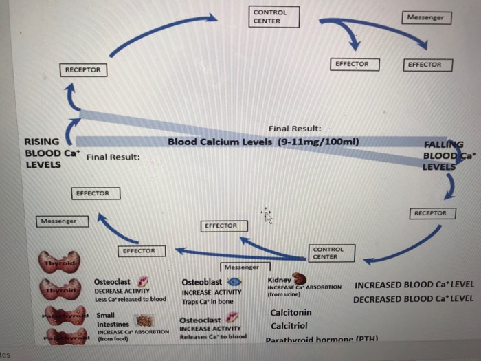 normal-blood-calcium-levels