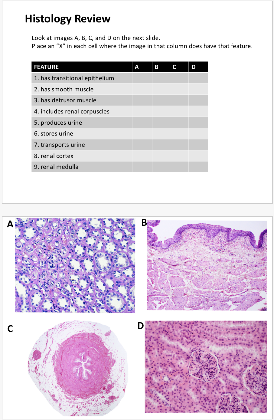 Kidney Medulla Cross Section