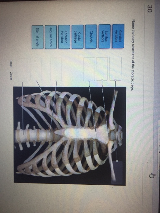 Solved 30 of the thoracic cage | Chegg.com