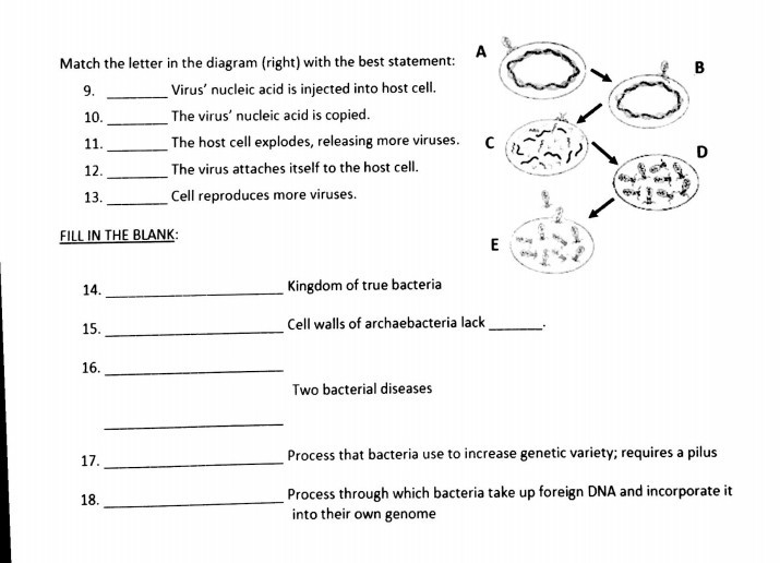 virus-and-bacteria-worksheet-answers-free-download-qstion-co