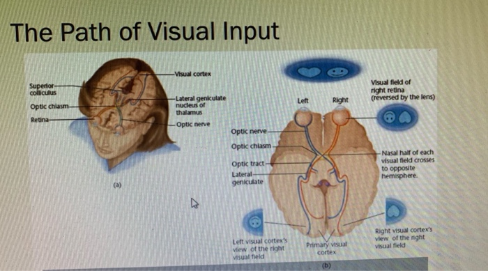 Transduction Psychology