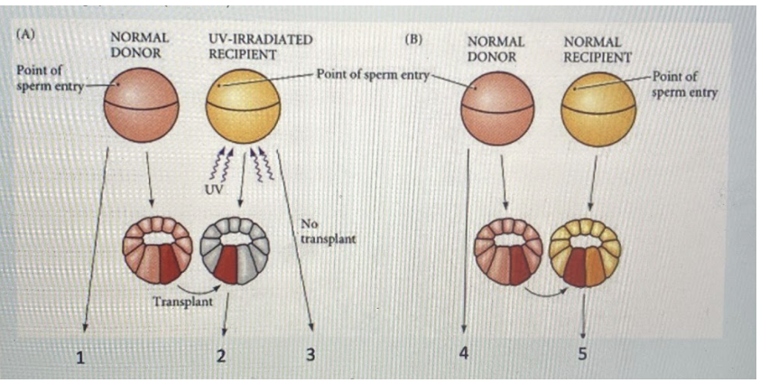 (A) NORMAL DONOR UV-IRRADIATED (B) RECIPIENT Point of | Chegg.com