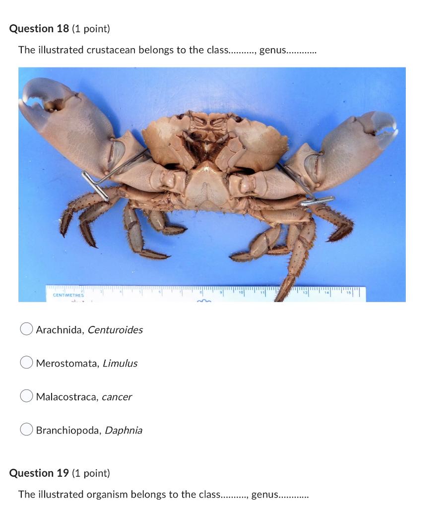 Solved Question 18 (1 Point) The Illustrated Crustacean | Chegg.com