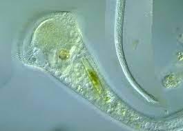 Solved Clade Alveolata The alveolates are characterized by | Chegg.com