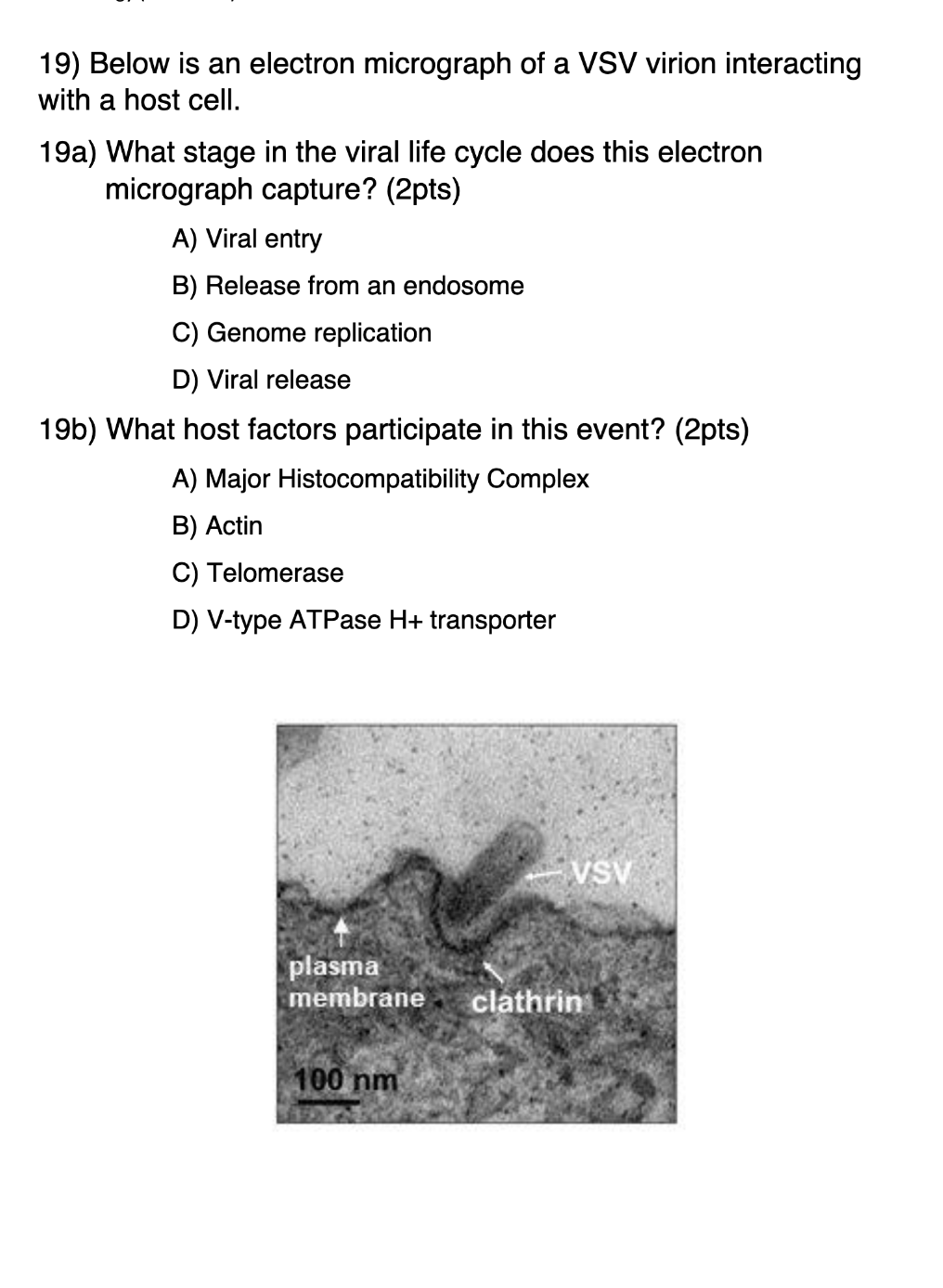 Solved 19) Below is an electron micrograph of a VSV virion | Chegg.com