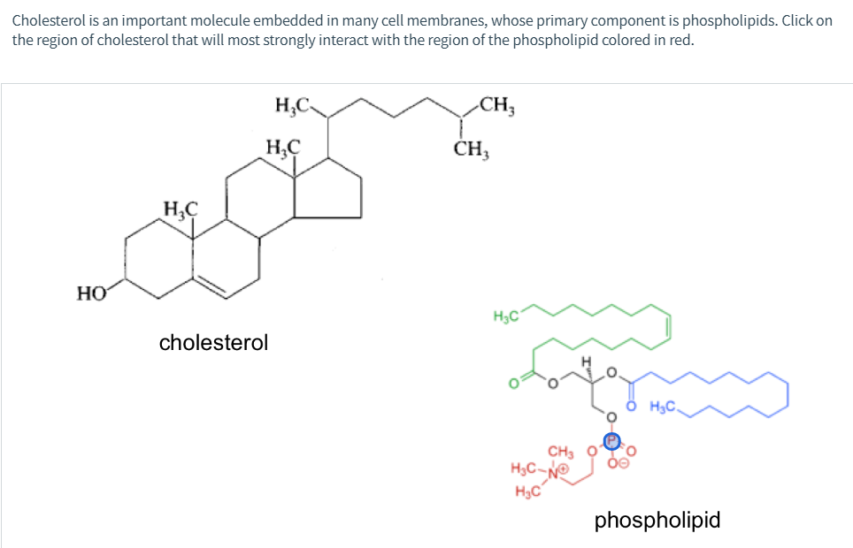 Solved Cholesterol Is An Important Molecule Embedded In Many | Chegg.com