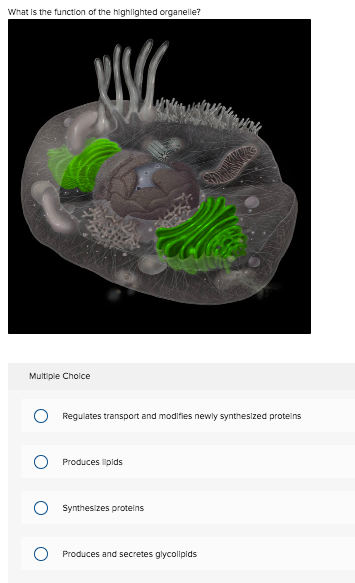 Solved What is the function of the highlighted organelle? | Chegg.com