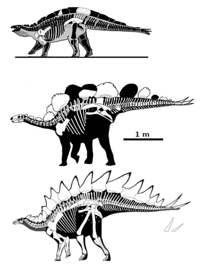 Solved If the top skeleton is from the Triassic, the middle | Chegg.com