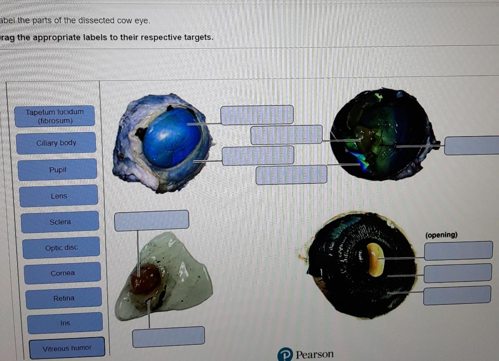 parts of the cow eye