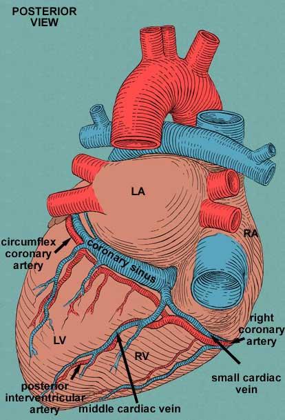 Anatomy 1.2 Mediastinum, Pericardium and Heart Flashcards