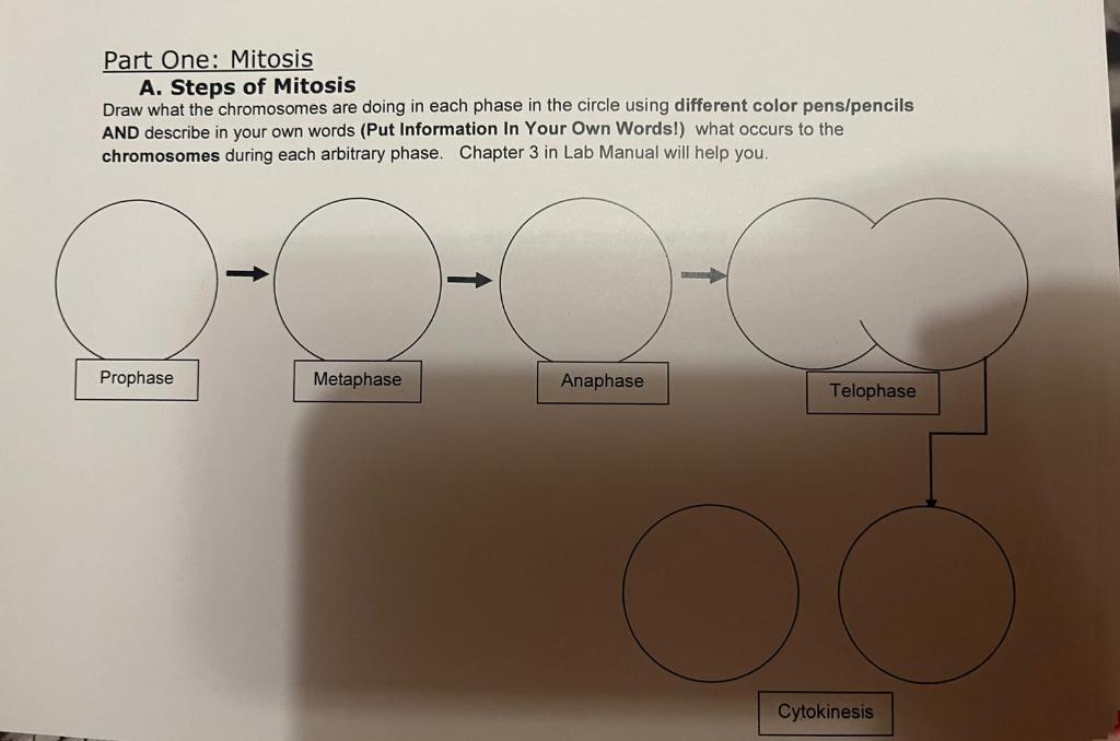Solved Part One: Mitosis A. Steps of Mitosis Draw what the | Chegg.com