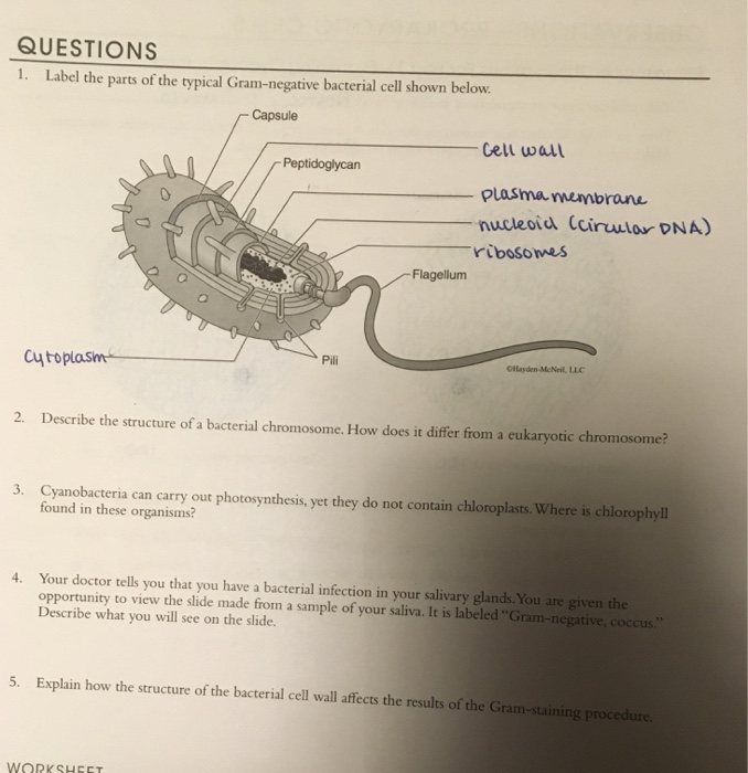 Solved QUESTIONS 1. Label the parts of the typical | Chegg.com