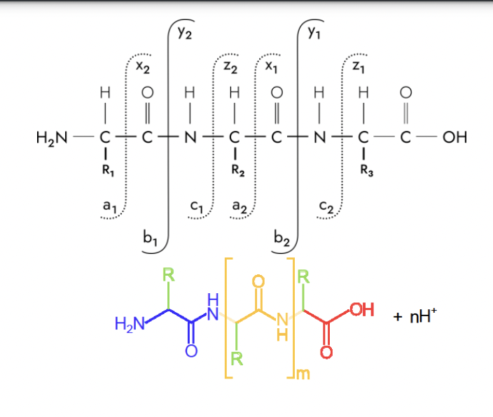 A Protonated Peptide Is Analyzed By Mass Spectrometry Chegg Com