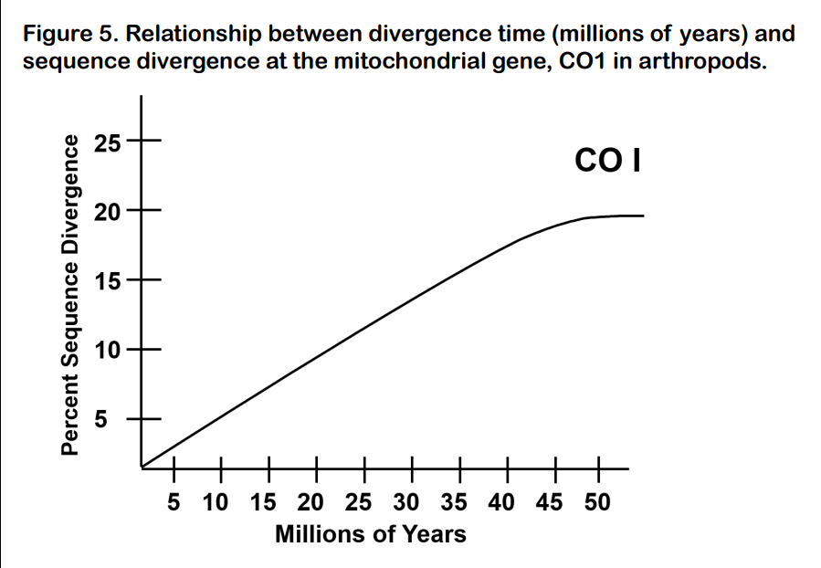 A molecular clock has been calibrated for several
