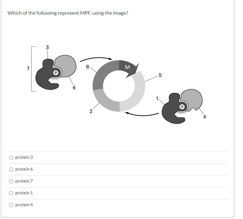 Solved Which of the following represent MPF, using the | Chegg.com