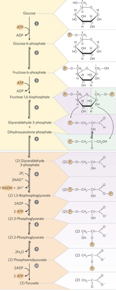 Solved Which of the following steps of the glycolytic | Chegg.com