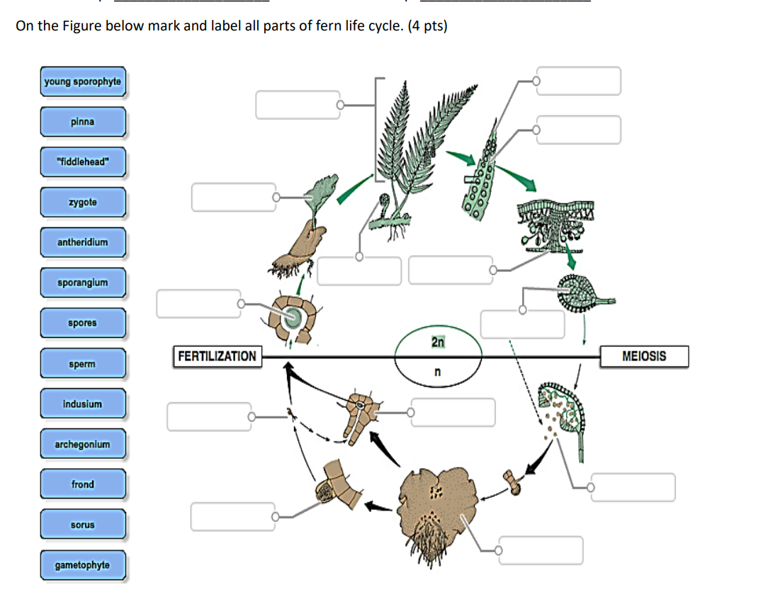 Solved On the Figure below mark and label all parts of fern | Chegg.com