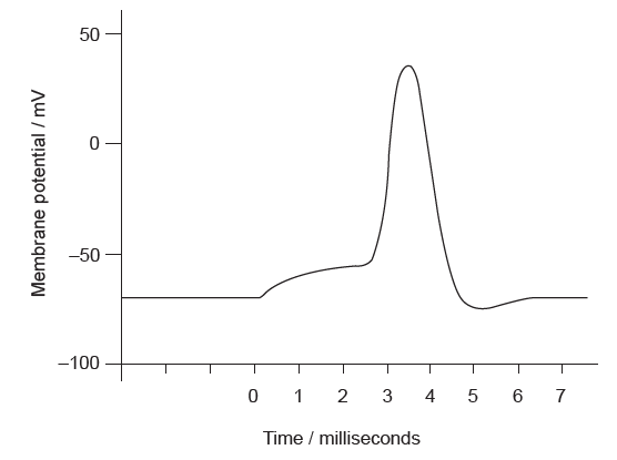 solved-the-graph-shows-an-action-potential-what-is-the-chegg