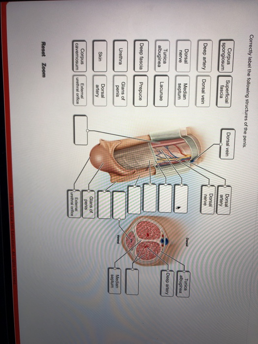 Solved Correctly label the following structures of the penis | Chegg.com