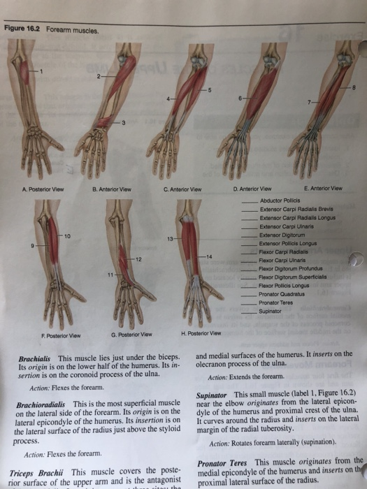 Solved Figure 16.1 Arm muscles. hould be able to a chart or | Chegg.com