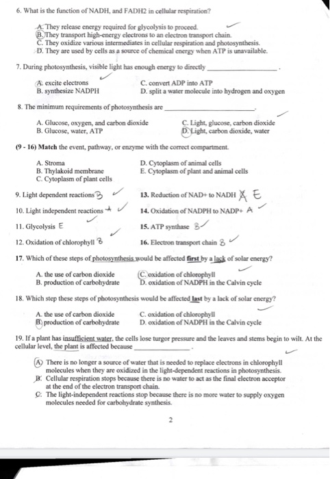 Solved 6. What is the function of NADH, and FADH2 in | Chegg.com