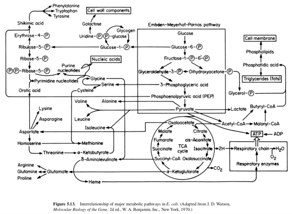 #4: Amino Acid Pathways Use Figure 5.8 and / or | Chegg.com