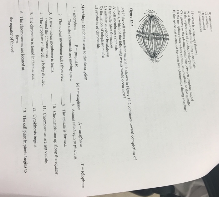 solved-what-is-a-cleavage-furrow-a-a-ring-of-vesicles-chegg