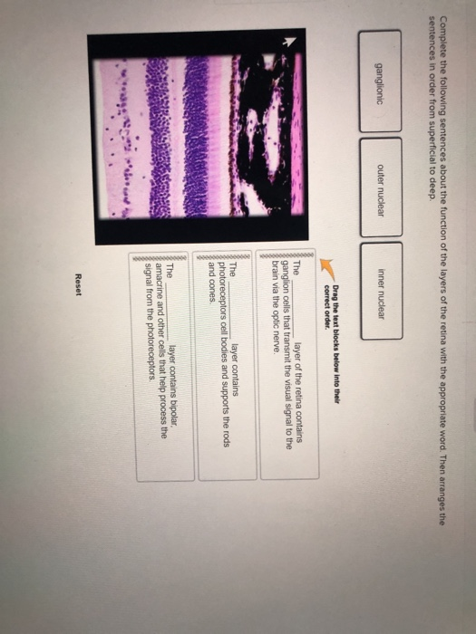 Solved Complete the following sentences about the function