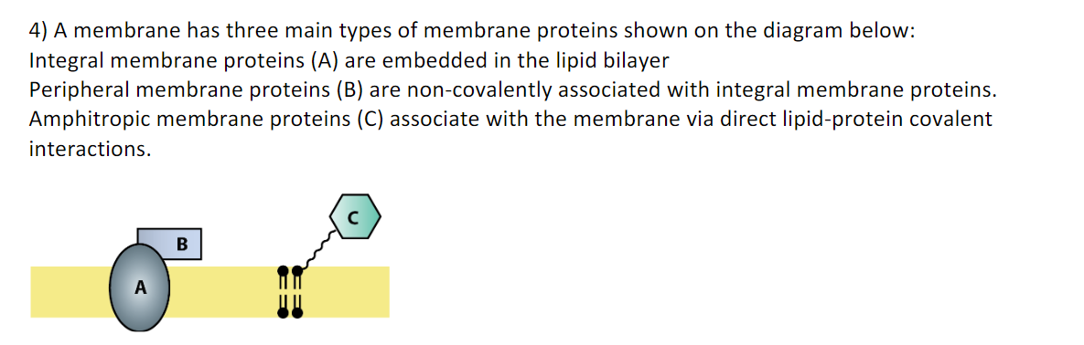 Solved 4) A membrane has three main types of membrane | Chegg.com