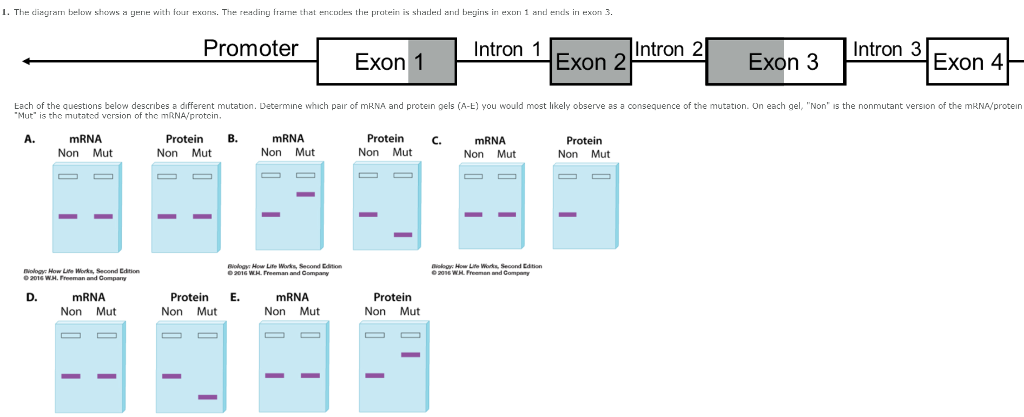 Solved I. The diagram below shows a gene with four exans. | Chegg.com