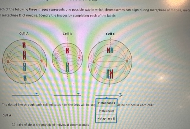 Solved 3. Metaphase chromosome alignments in mitosis and | Chegg.com