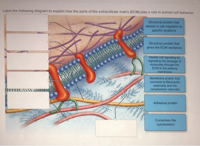 Solved Label The Following Diagram To Explain How The Par...