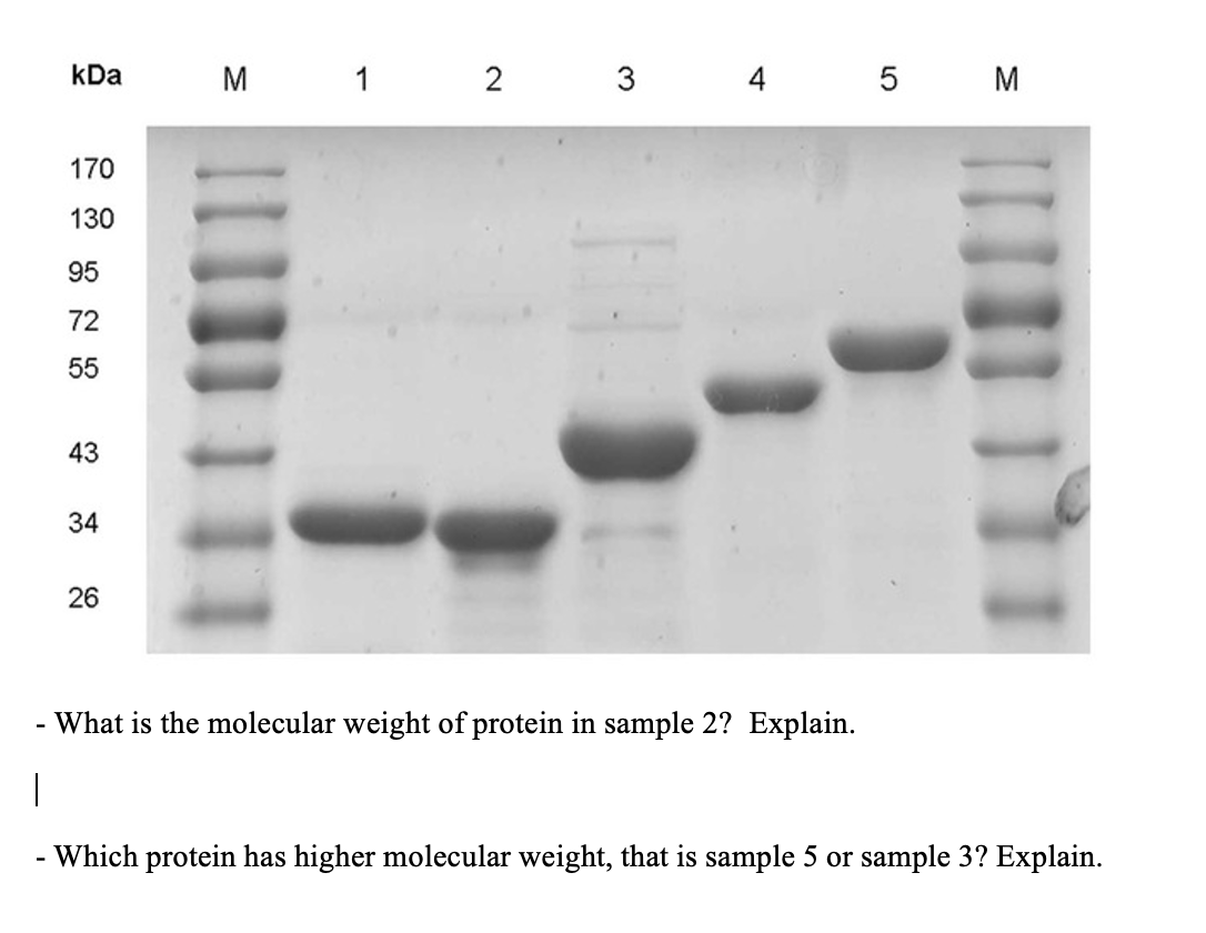 Solved 2. You forget to include SDS in your samples | Chegg.com